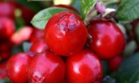 Miss Cherry