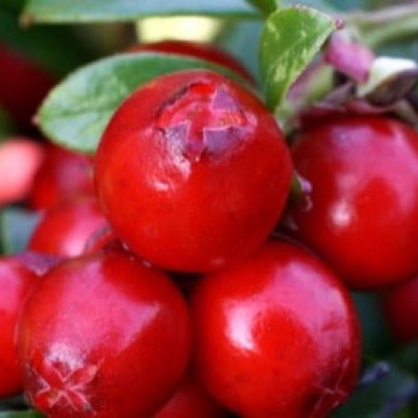 Miss Cherry