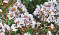 Camaïeu d'Été