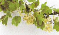 Weisse Versailler