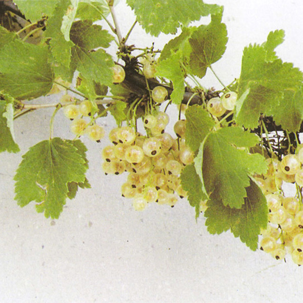 Weisse Versailler