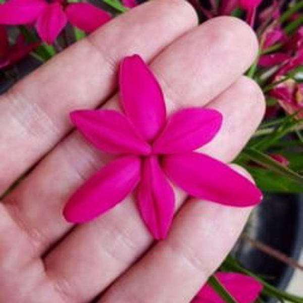 Rhodohypoxis × (Родогіпоксис гібридний)