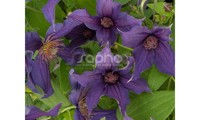 Saphyra® Violetta