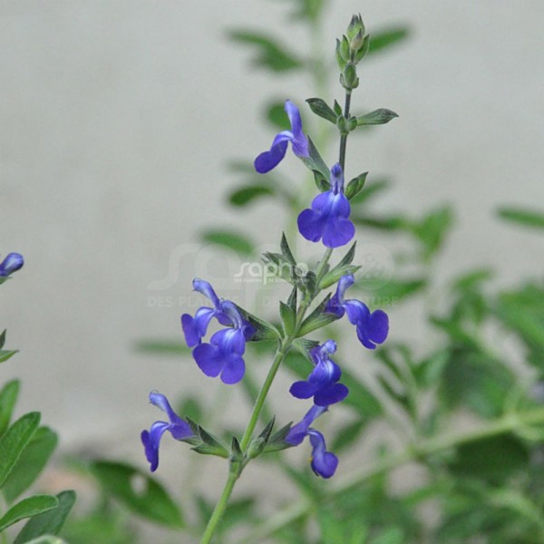 Salvia nemorosa (Шавлія дібровна)