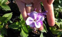 Bambini Lucky Lilac