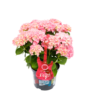 Music Collection® Pink Pop