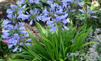 Pitchoune® Blue