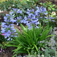 Pitchoune® Blue