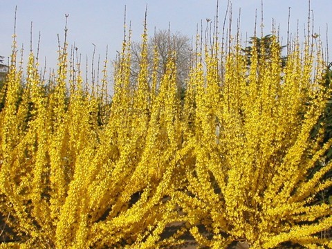 Форзиція