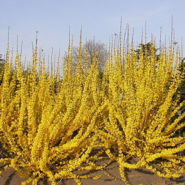 Forsythia × intermedia (Форзиція середня)