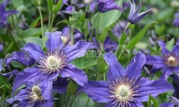 Saphyra® Indigo