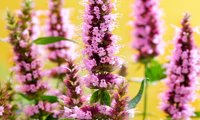 Beelicious Pink