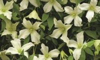 White Magic