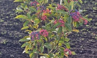 Berry Up!