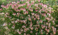 Caprilia® Imperial