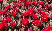 Desert Dancers Red