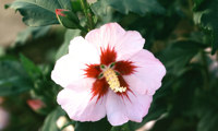 Hamabo