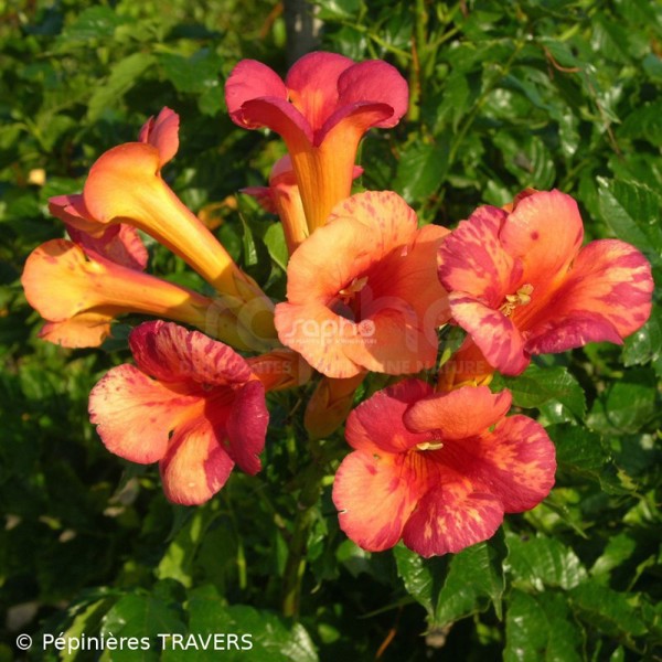 Campsis × tagliabuana (Кампсис Тальябу)