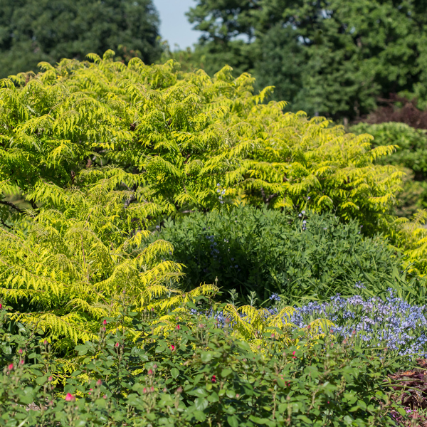 Rhus typhina (Сумах оленячий, оцтове дерево)