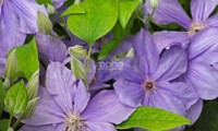 Success® Bleu de Loire