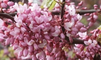 Церцис європейський