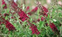 Reve De Papillon Red