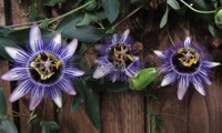 Riverside® Damsel's Delight