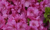 Flash Dance Pink