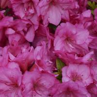 Flash Dance Pink