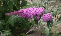 Pink Delight