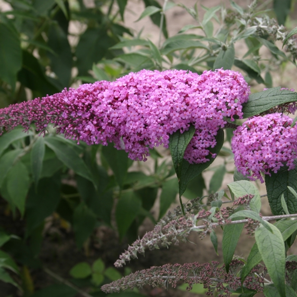 Pink Delight