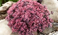 Plum Dazzled