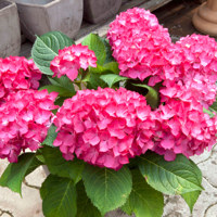 Dutch Ladies® Selma