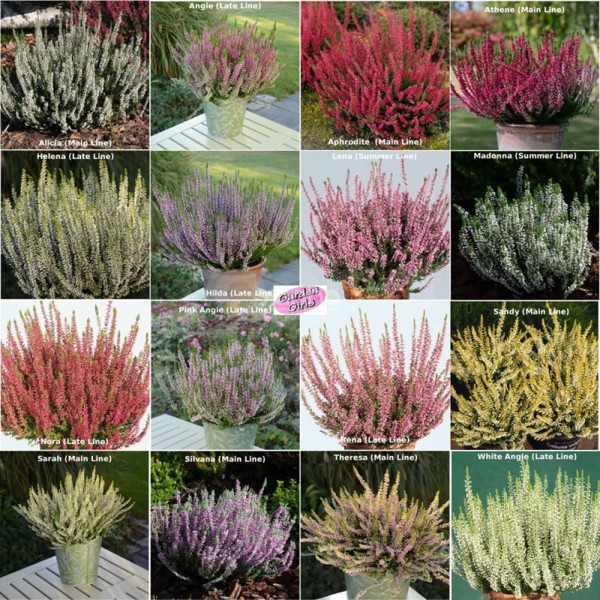 Calluna vulgaris (Верес звичайний)