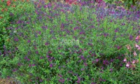 Violette de Loire®