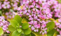 Pink Lemon
