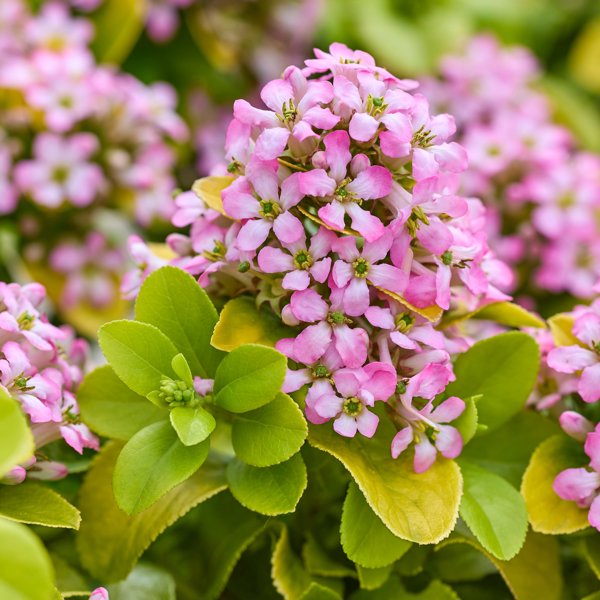 Pink Lemon