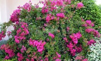Mimie® Fuchsia
