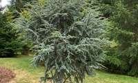 Horstmann (Cedrus libani)