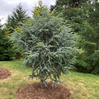 Horstmann (Cedrus libani)