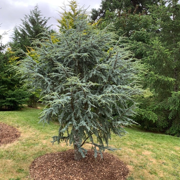 Horstmann (Cedrus libani)