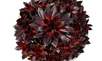 Colorockz Coconut Crystal