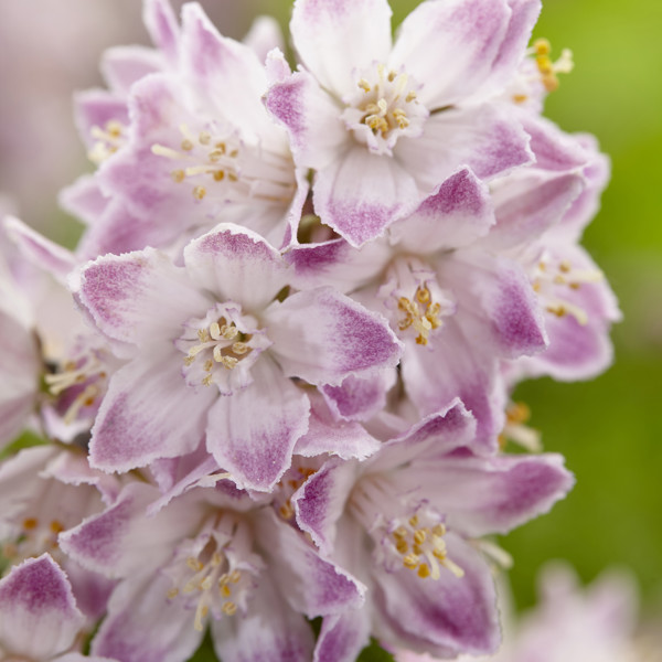 Deutzia × (Дейція садова)