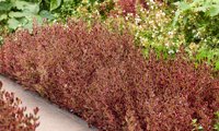Eclipse (Coprosma)
