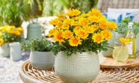 Suncarpet