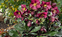 HGC® Ice N' Roses® Red Romance