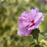 Summer Ruffle