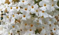 Reve De Papillon White