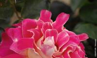 Pink Lady Ruffles ‘Interrufydalpink