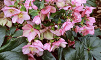 HGC® Ice N' Roses® Early Rose
